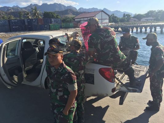 60 Rare Animals Confiscated by Border Security Task Force in Wini Port, East Nusa Tenggara (June 10, 2016)